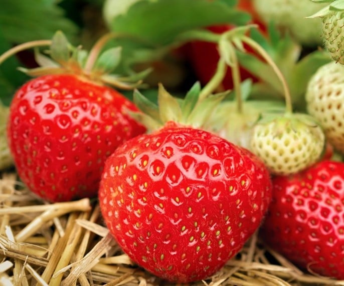 Mara des bois strawberry