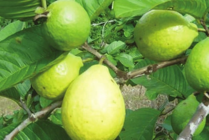 Jambu biji, Psidium guajava L.