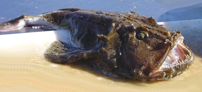 Monkfish or monkfish