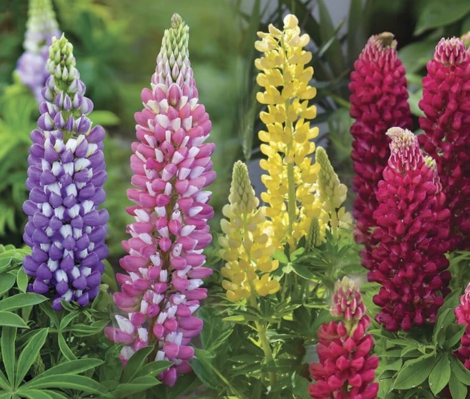 Lupines