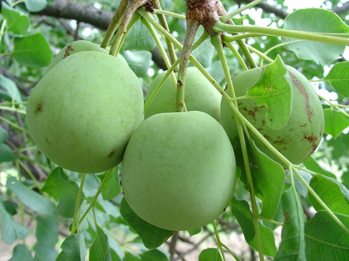 Marula, Sclerocarya birrea