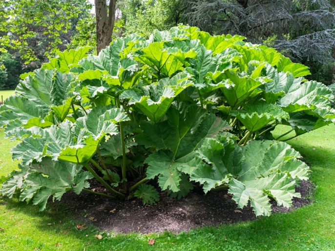 นัลคา, Gunnera tinctoria