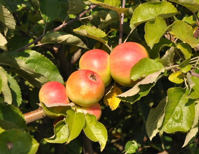 API-Äpfel