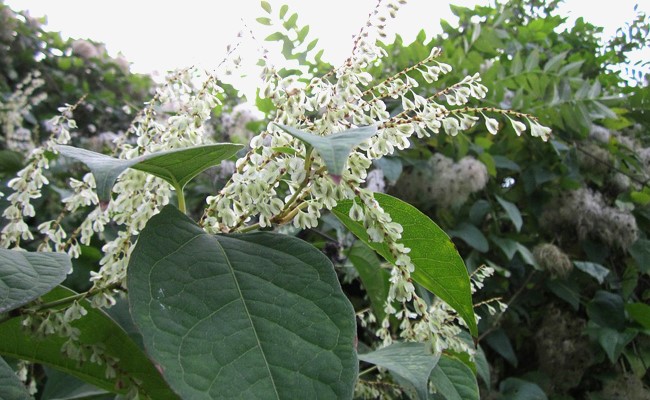 นวมญี่ปุ่น Fallopia japonica