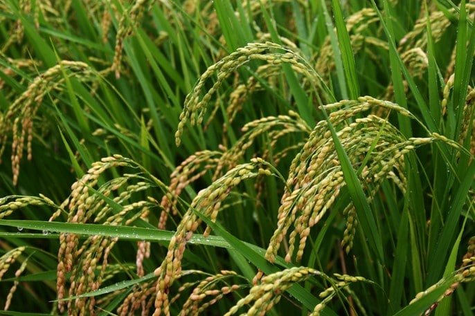 risfält