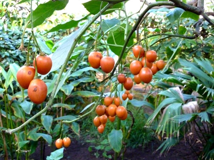 Tamarillo, Solanum betaceum