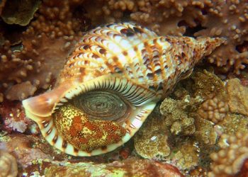 Trompette de Neptune, Charonia tritonis