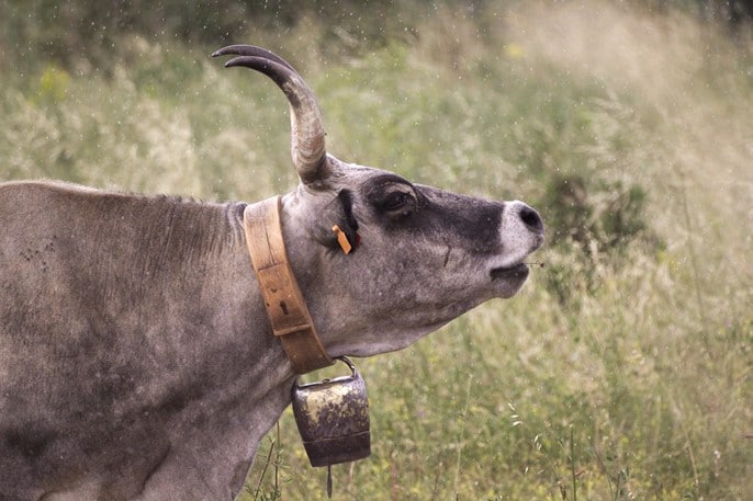 Vache Podolica