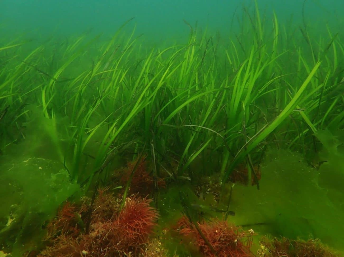 Eelgrass