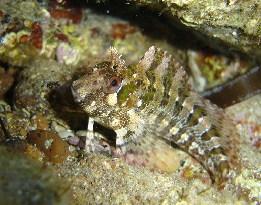 blenny