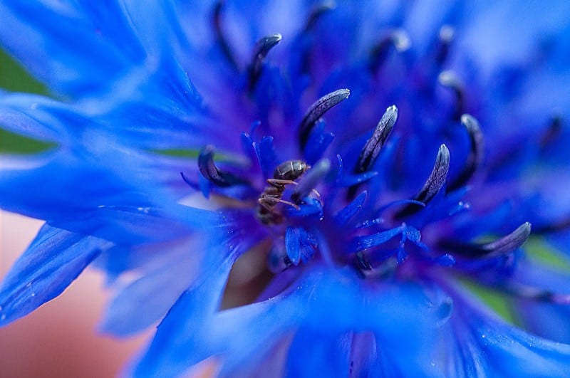 ヤグルマギク、Centaurea cyanus