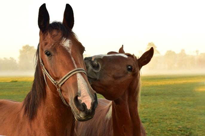 Chevaux