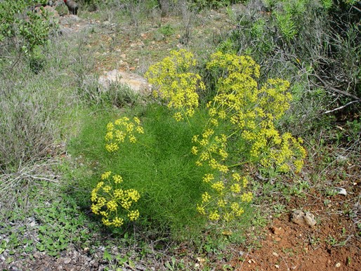 Bronze fennel, Fœniculum vulgare