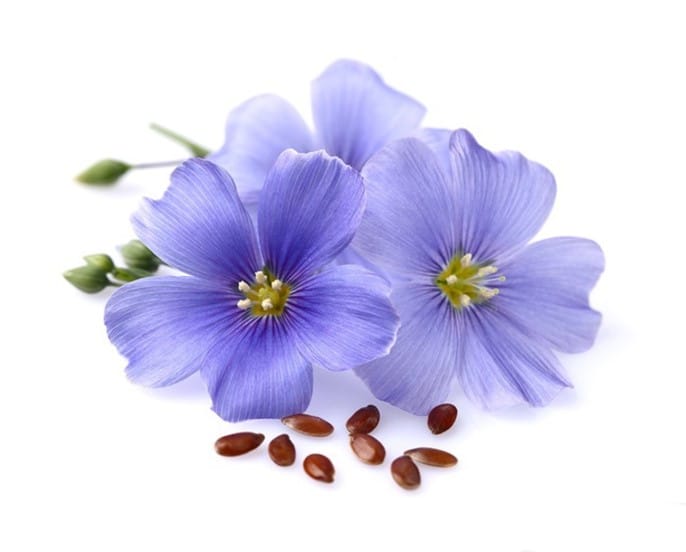 Fleurs et graines de lin, Linum usitatissimum