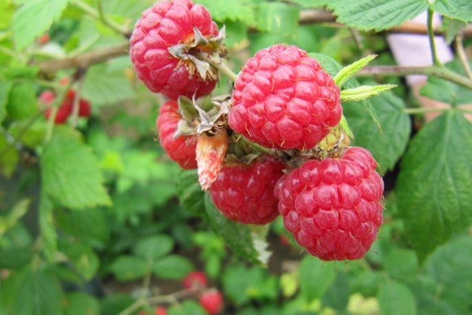 Raspberries