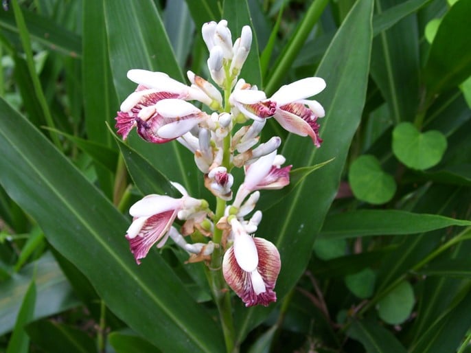 Galanga, alpinia officinarum