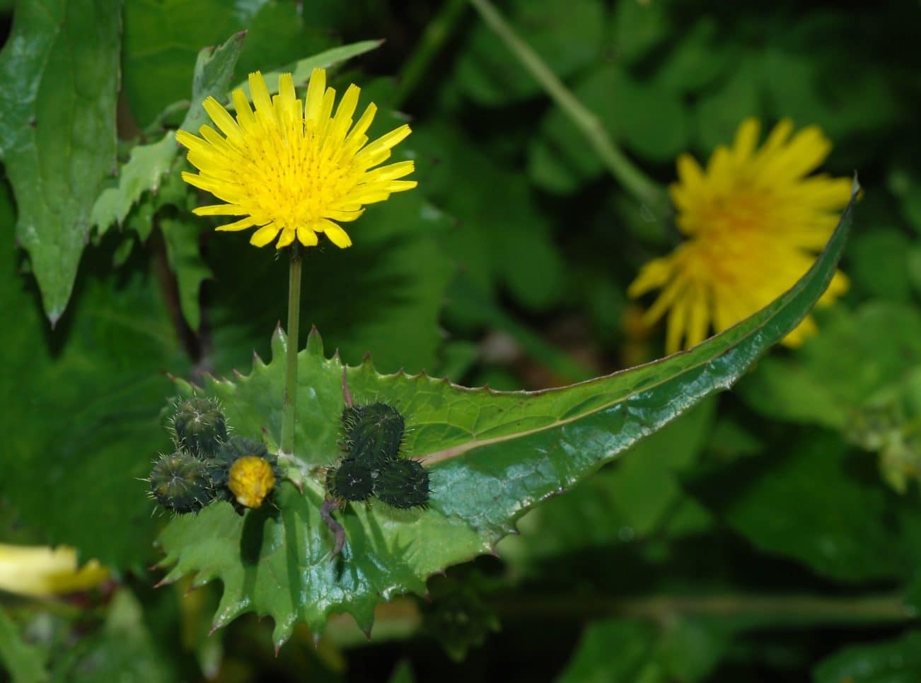 Grespino-comum, Sonchus oleraceus