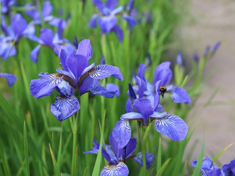 mga lilang iris