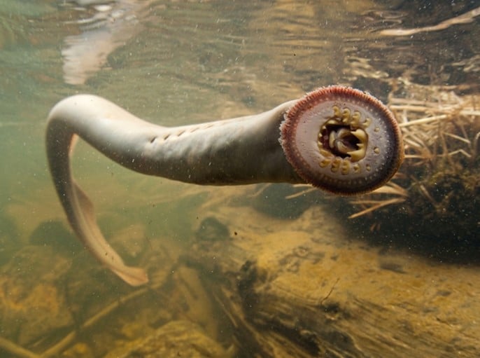 Lamprey