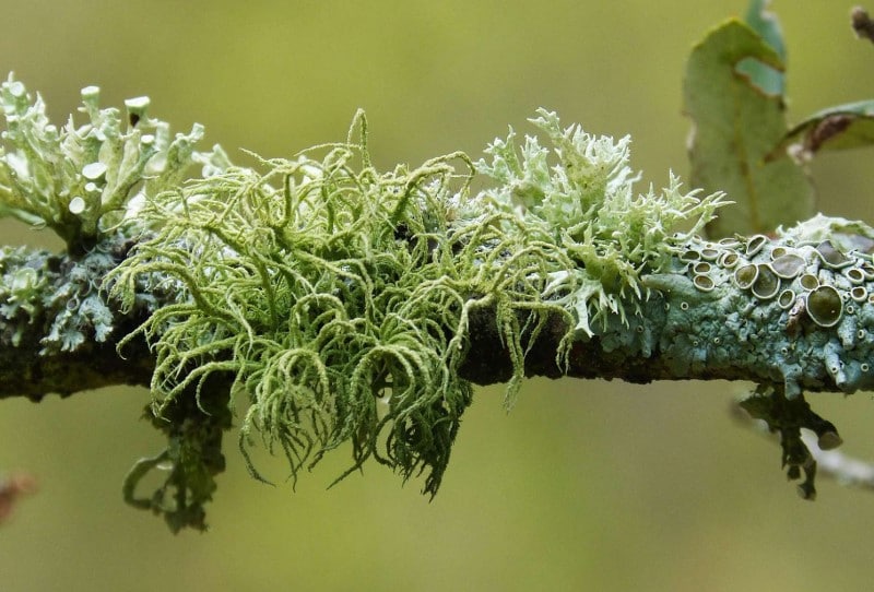Lichen