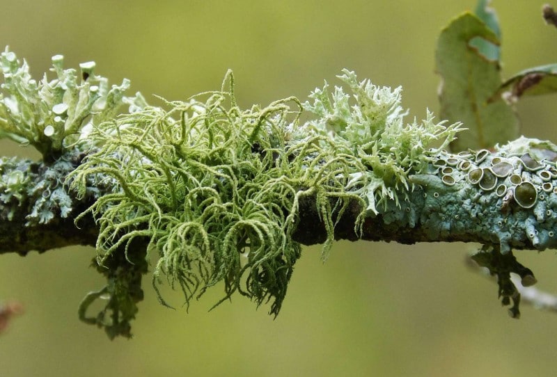 Lichen