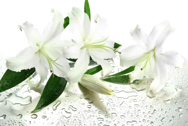 ดอกลิลลี่สีขาว