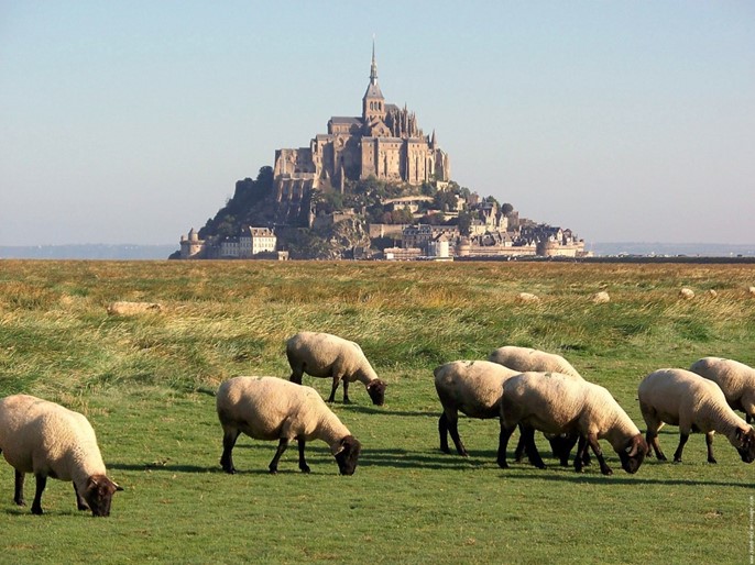 Salt meadow of Mont Saint-Michel in France