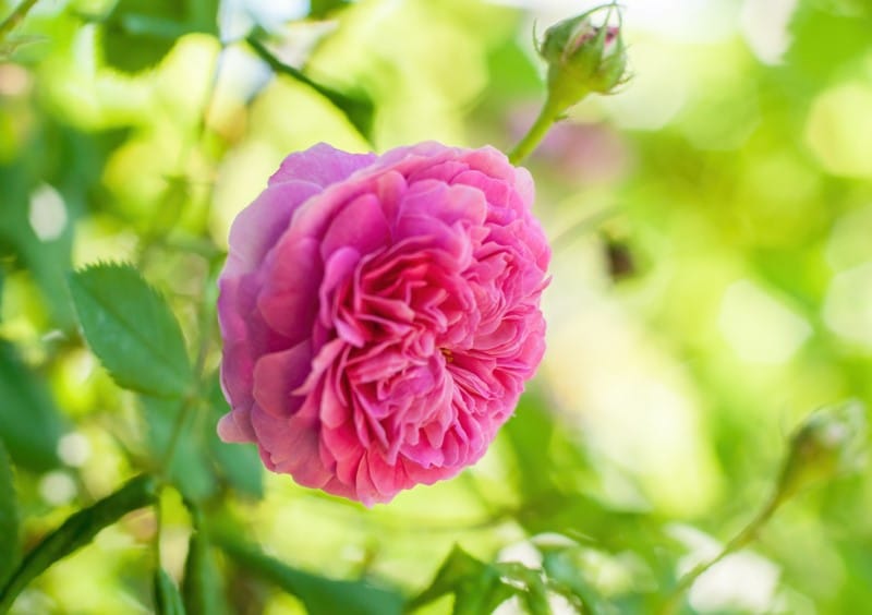 Damask rose