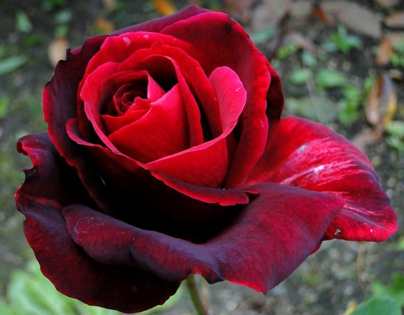 ורד סגול