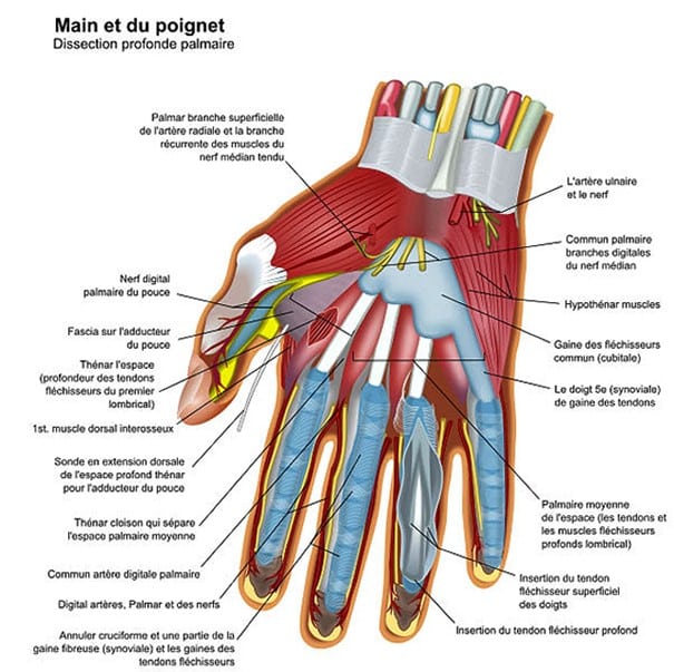 Schéma de la main