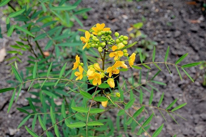 Senna, Senna Alexandrina