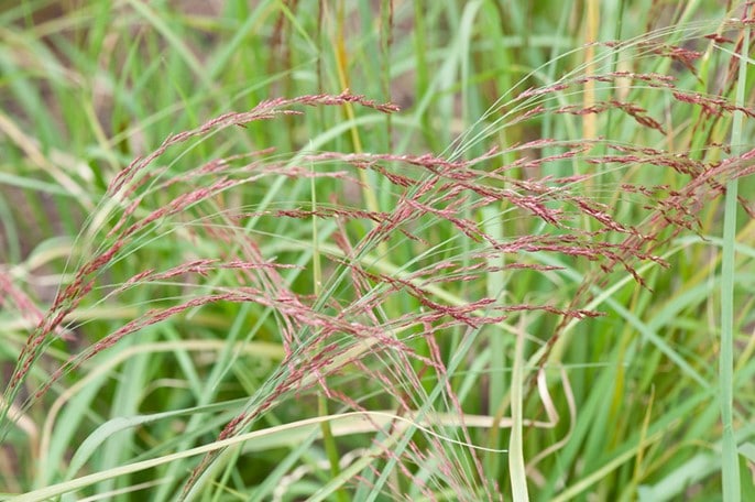 Teff, Eragrostis abissinica