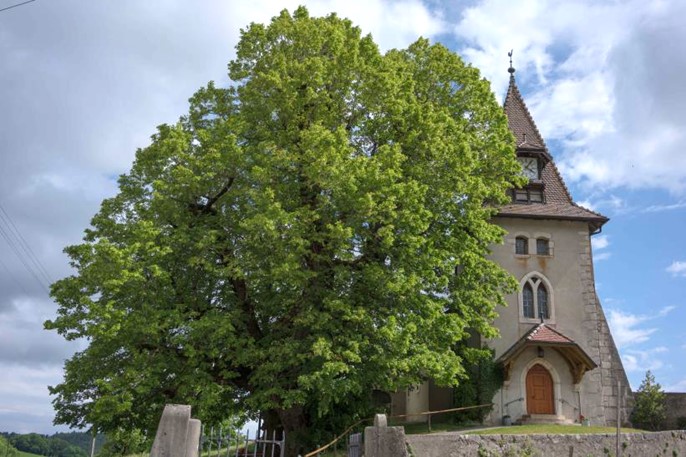 700 år gammal linde i Marchissy, Schweiz