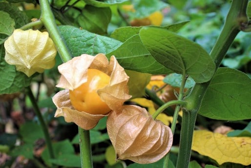 Tomatillo, Physalis peruviana