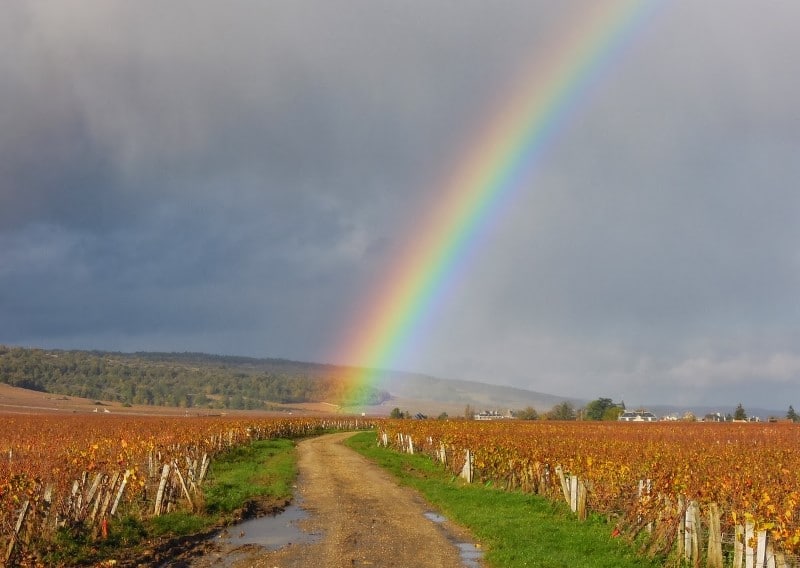 Regnbåge över en vingård i Bourgogne