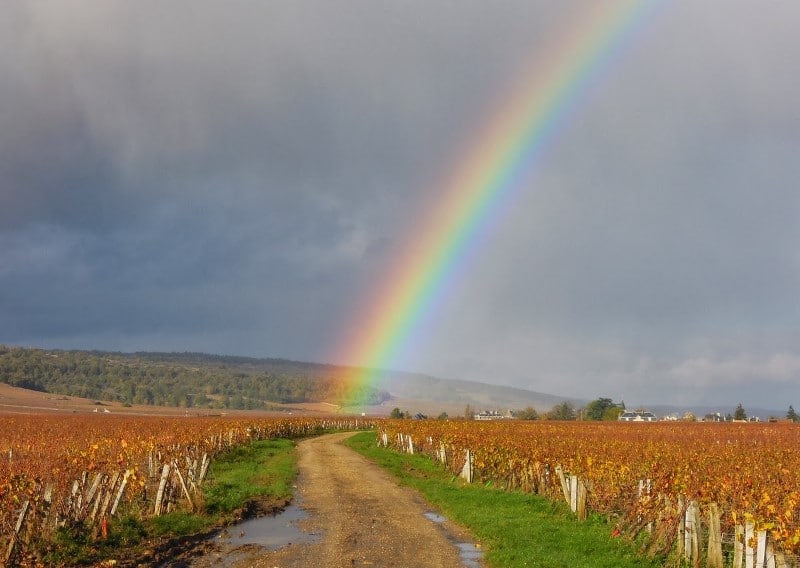 Arco iris sobre un viñedo de Borgoña