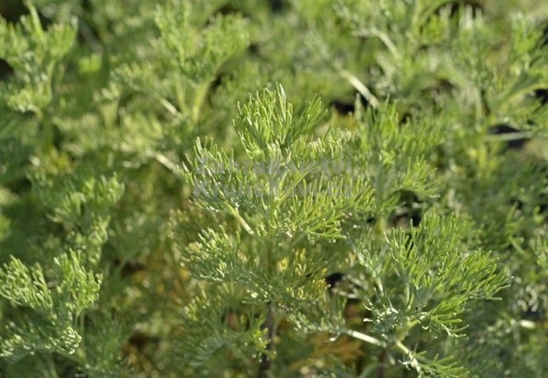Harquebuse, Artemisia abrotanum
