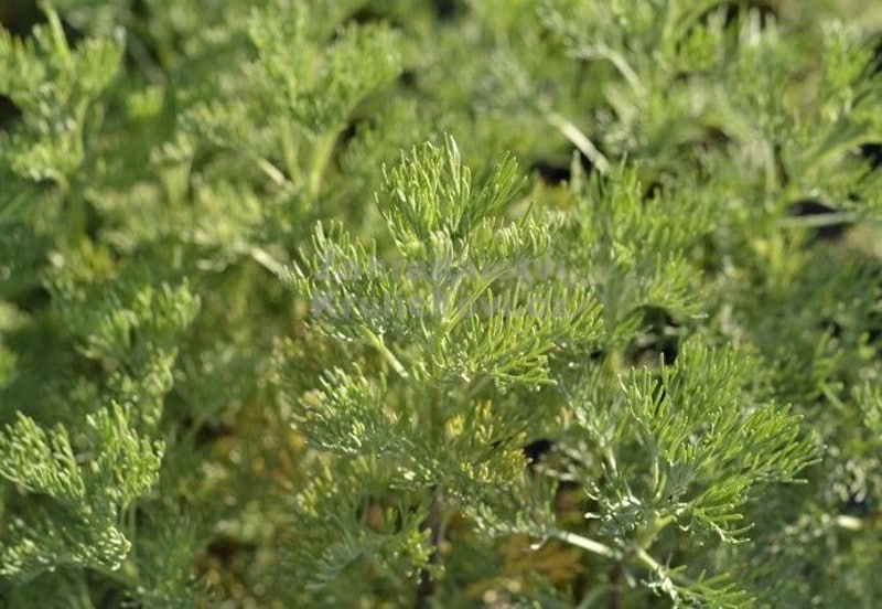 Arkebuse, Artemisia abrotanum