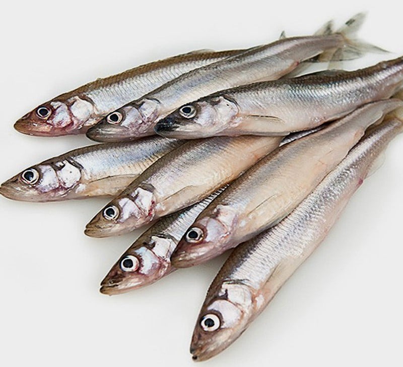 Capelin, Mallotus villosus