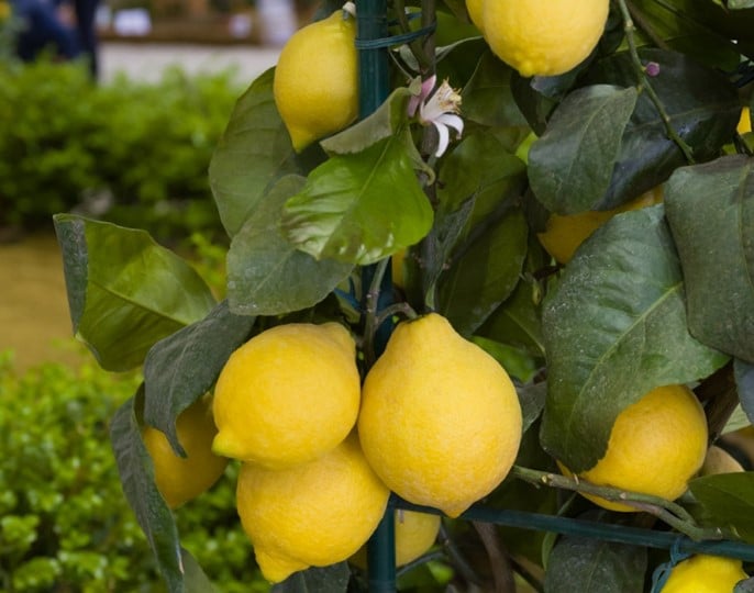 Meyer lemon, Meyer jeruk limon