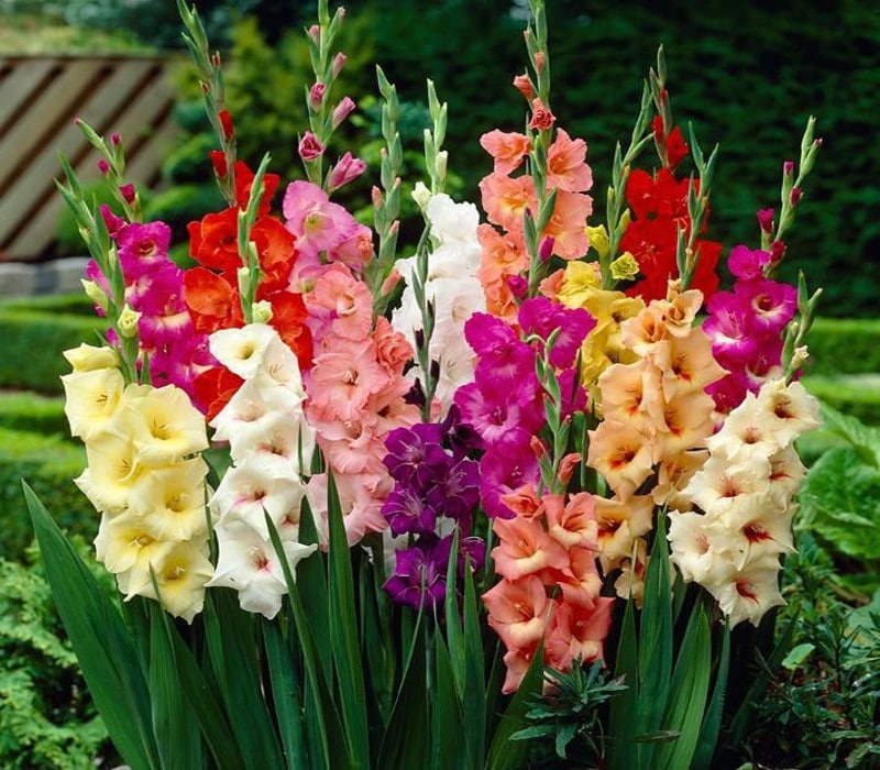 Gladioli