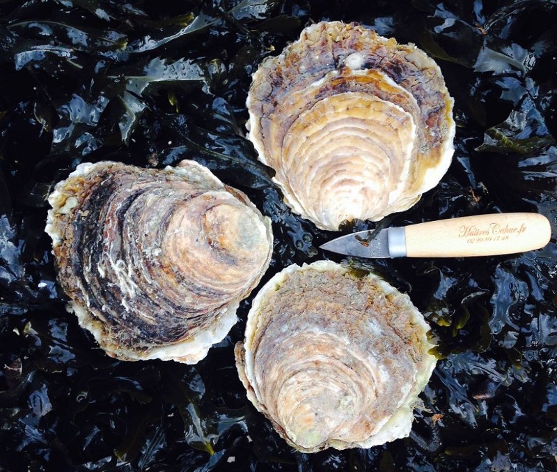 Talaba ng paa ng kabayo