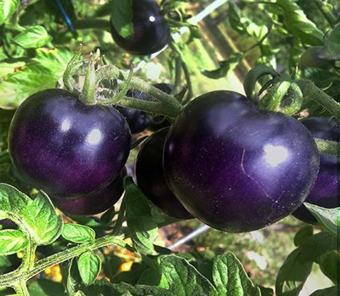 Indigo tomatoes