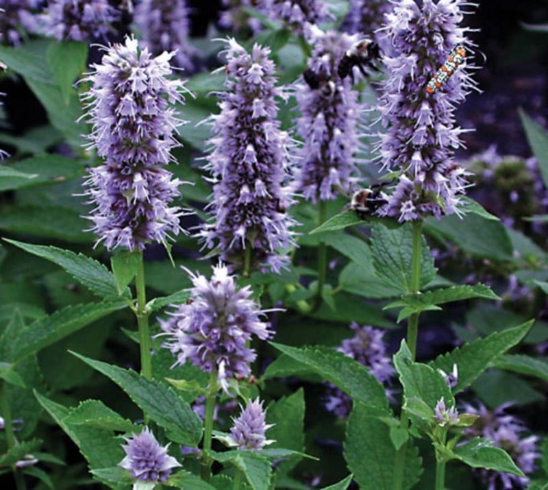 Vận may màu xanh Agastache