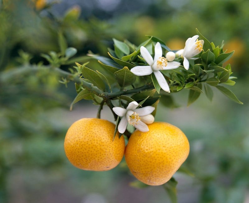 Mapait na orange, Citrus aurantium L.