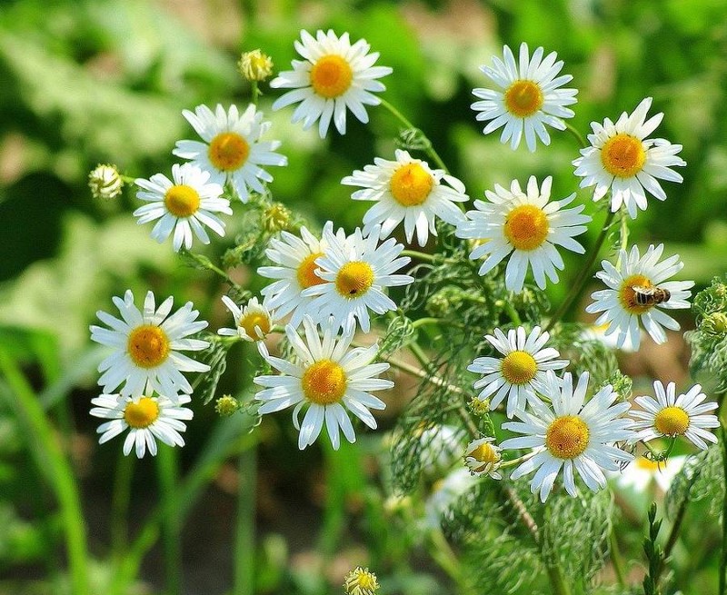 Roman Chamomile, Chamaemelum nobile