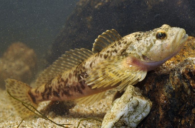 sculpin lacul Geneva