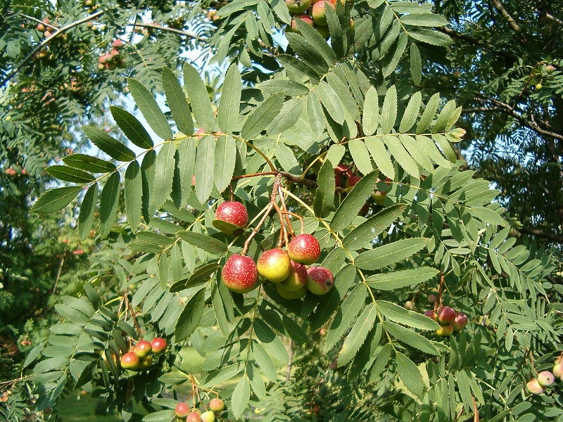 Corme, Sorbus domestica L.