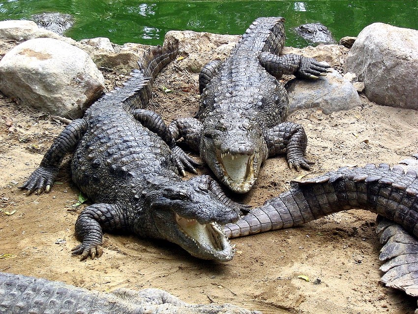 Crocodiles