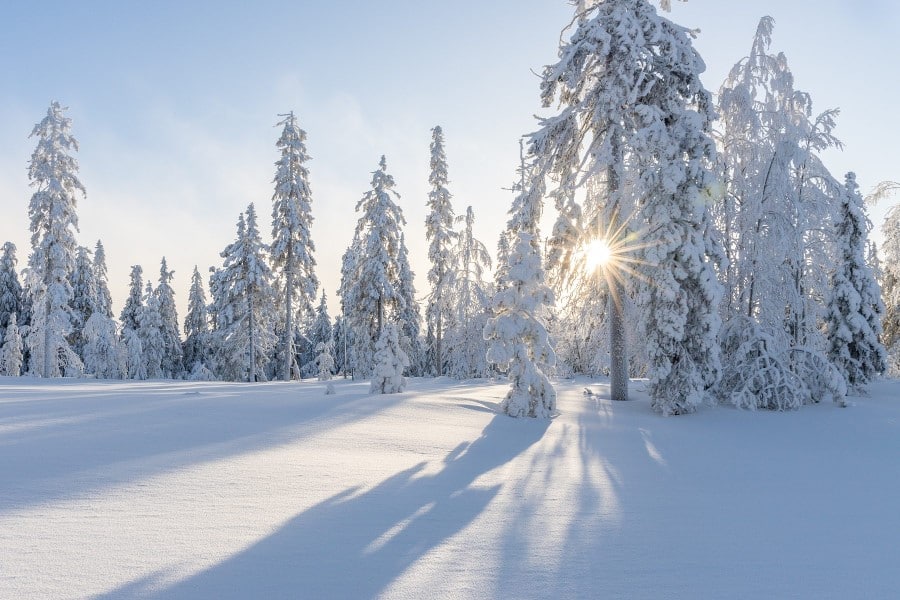 Forêt de sapins sous la neige